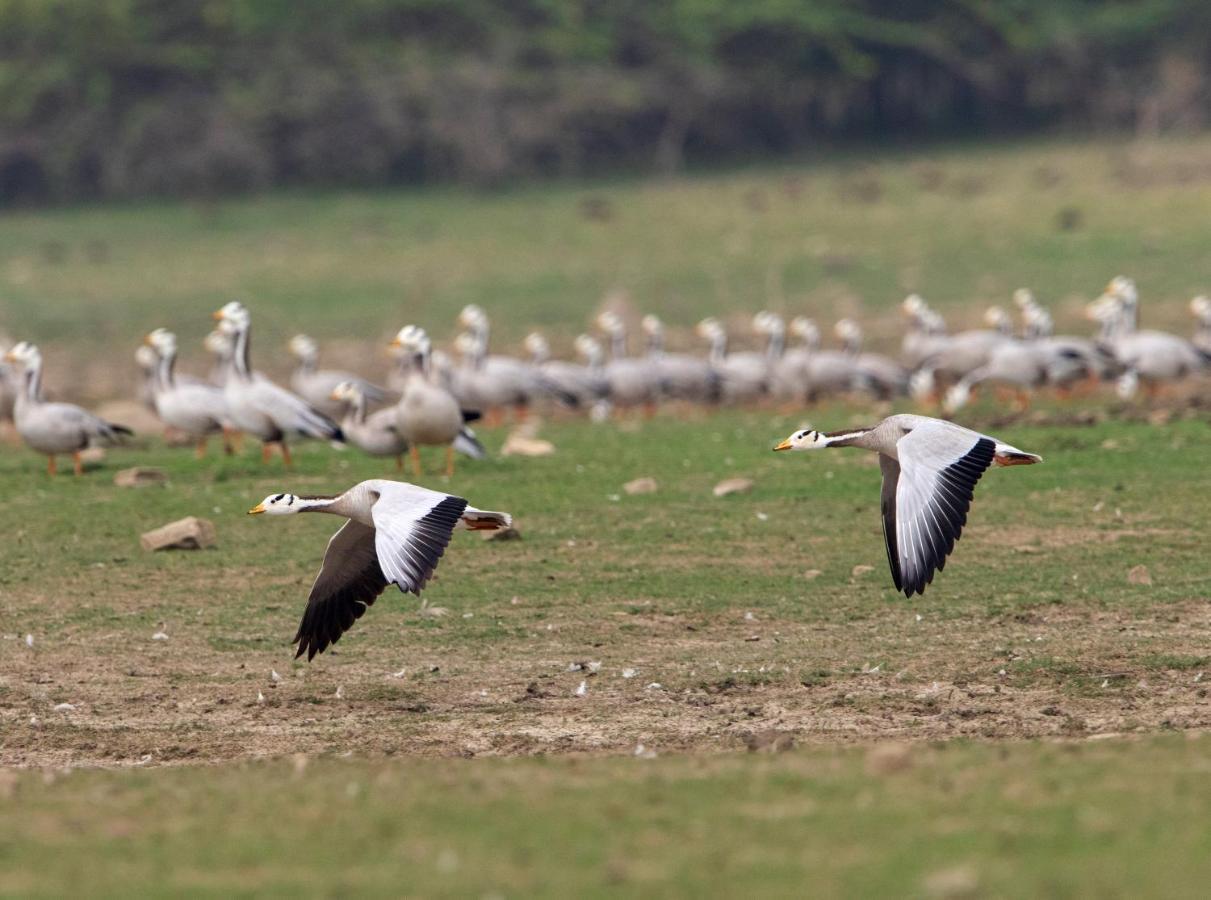 Raas Chhatrasagar, Nimaj, District Pali Eksteriør billede