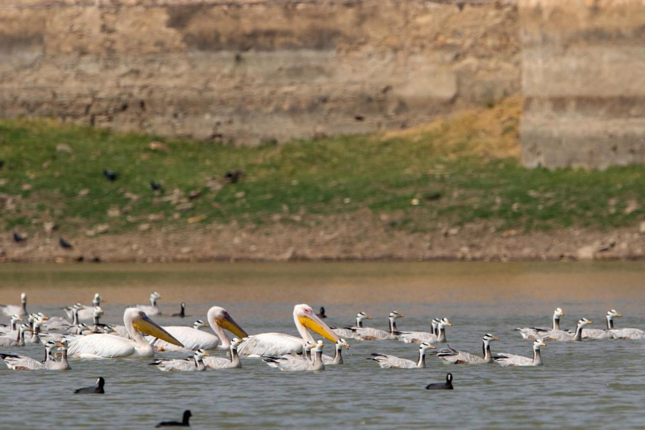 Raas Chhatrasagar, Nimaj, District Pali Eksteriør billede