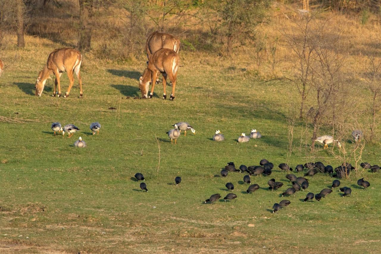Raas Chhatrasagar, Nimaj, District Pali Eksteriør billede